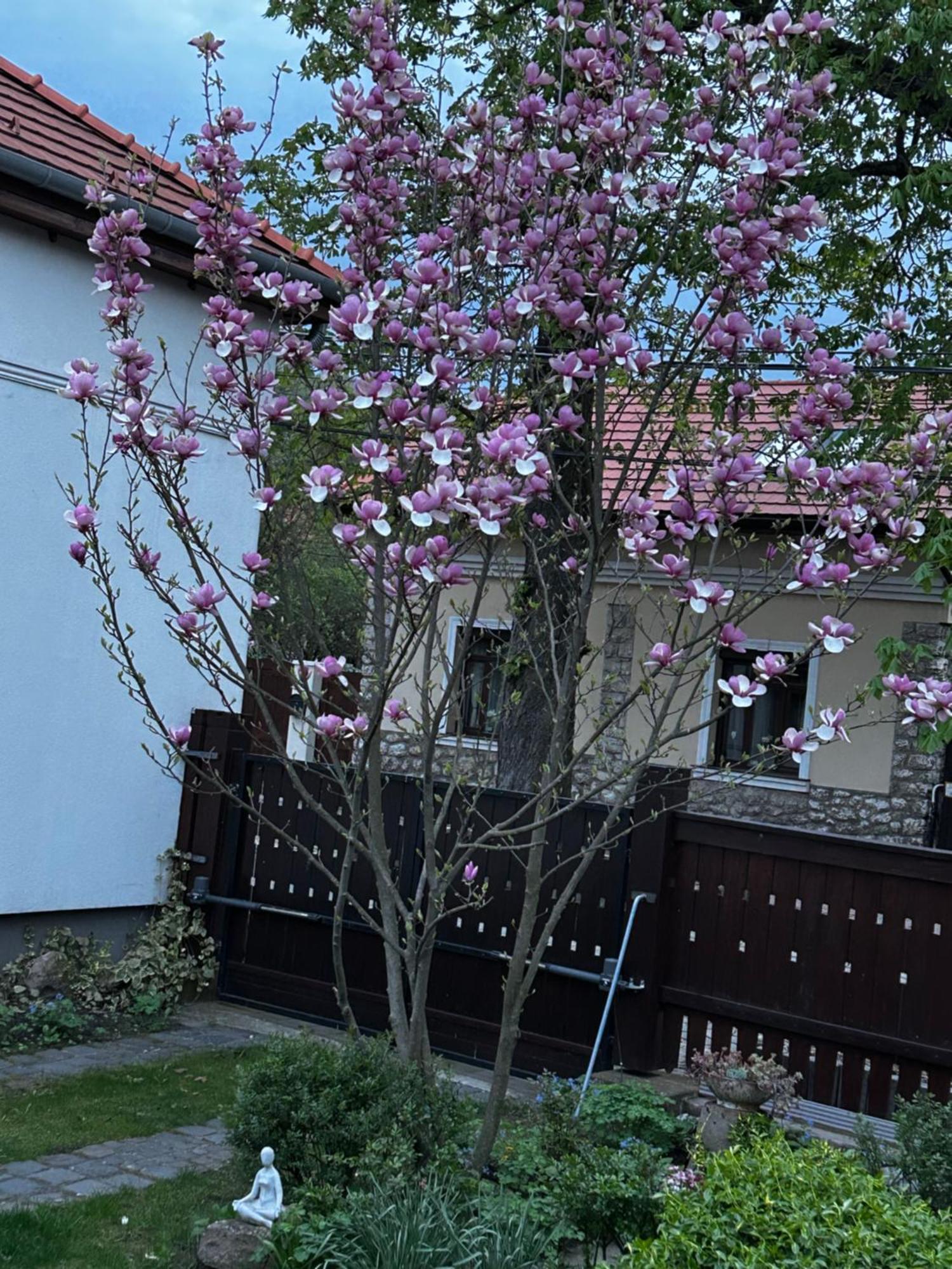 Ferienwohnung Magnolia Garden Miskolc Exterior foto