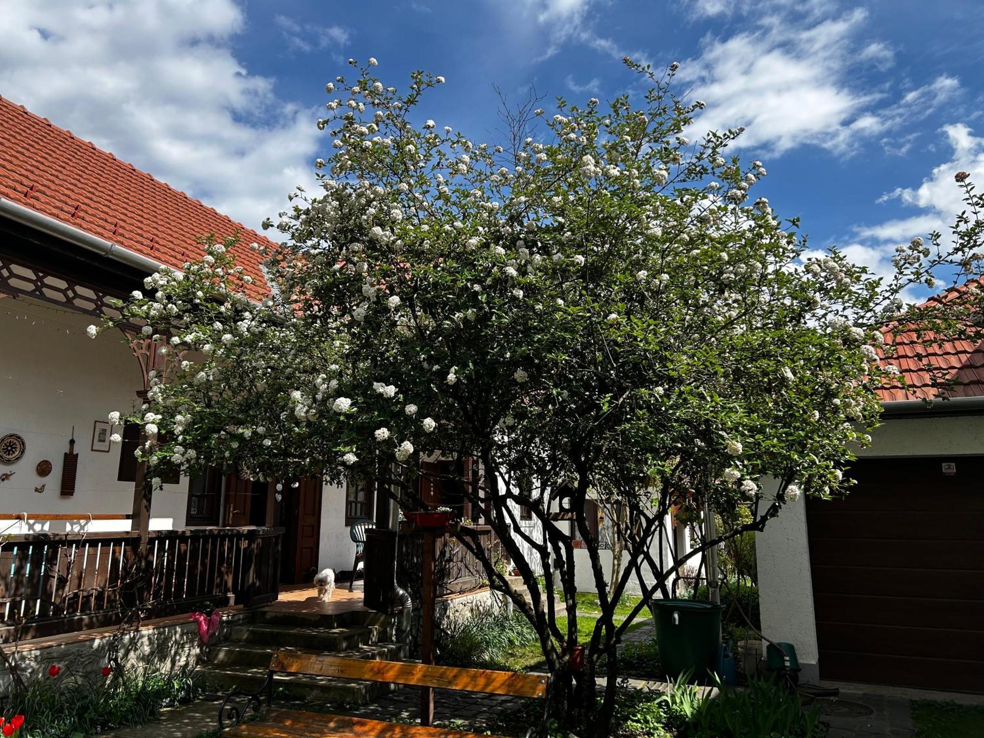 Ferienwohnung Magnolia Garden Miskolc Exterior foto